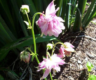 Mai_10._031_Akelei_rosa-wei.jpg