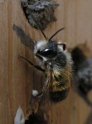 wildbienen_2_030405_p40300151.jpg