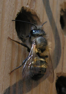 wildbienen_3_030405_p40300151.jpg