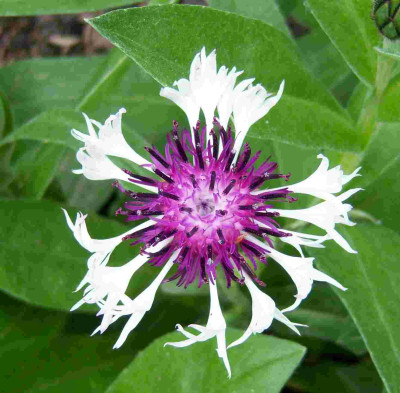 amethyst_in_snow_2010.JPG