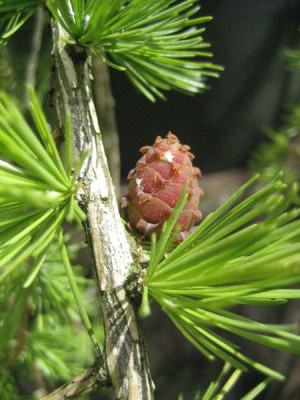 2010-05-25_Larix2.jpg