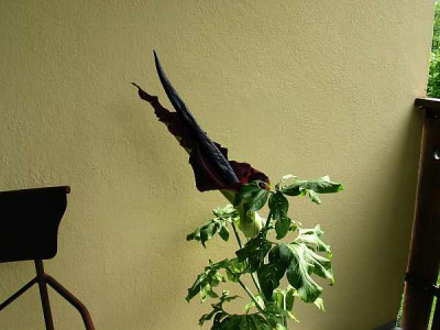 dracunculus-aufgebluht.jpg