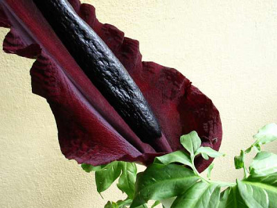dracunculus-detail.jpg