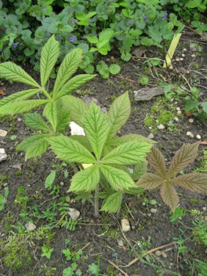 2010-05-25_R._aesculifolia.jpg