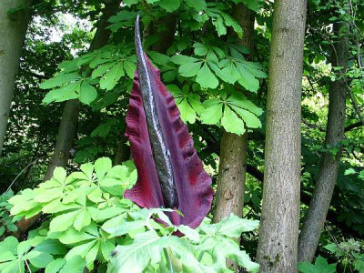 dracunculus-b.jpg