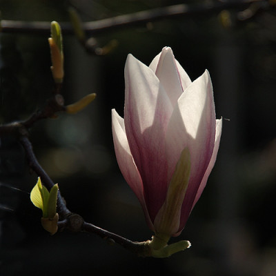 magnoliegegenlicht_10903.jpg