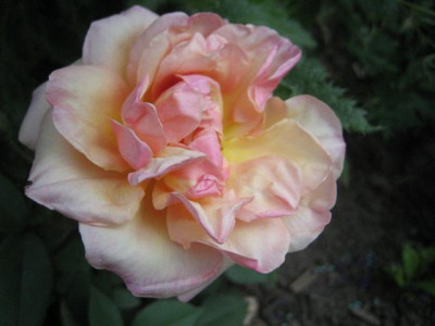 25mai2010_018_Small.jpg
