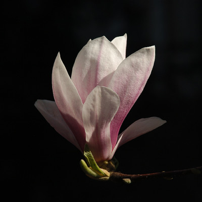 magnolie_streiflicht_10904.jpg