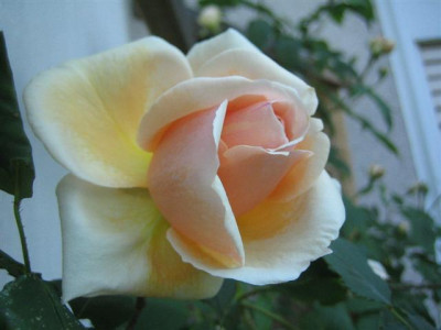 25mai2010_009_Small.jpg
