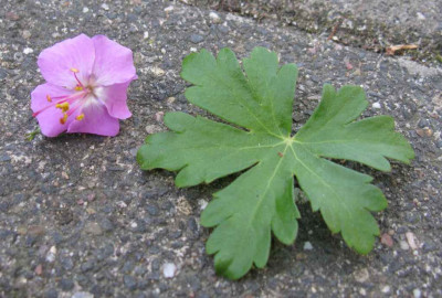 Geranium_Berggarten_1024x768.jpg