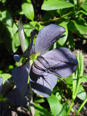 schmiemann_blaue.jpg