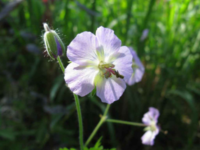 Geranium_phaeum_Walkure_1024x768.jpg