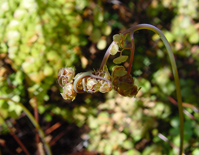 Adiantum_venus_locke.jpg