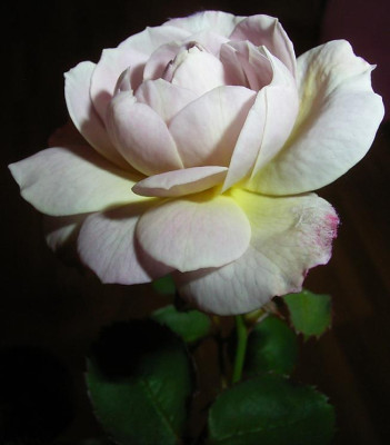 FV_11_09_06_.JPG