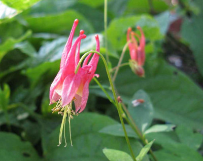 Aquilegia_canadensis_Little_Lantern_1024x768.jpg