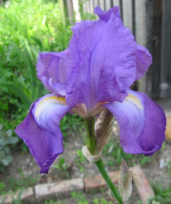 Aphrodite_100225.jpg