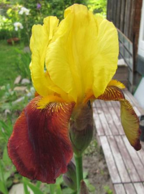 Iris_gelbbraun_welche_100525.jpg