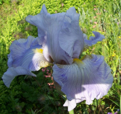 Mai_10._052_Juhrs_Eisblaue.jpg