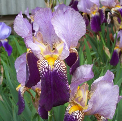 Mai_10._054_Violette.jpg