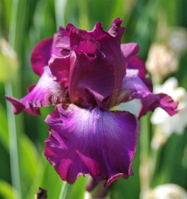 B3049_Large.JPG