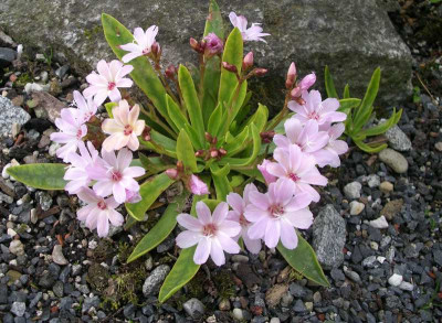comp_Lewisia_Pinkie_26.05.10.jpg
