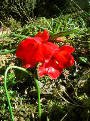 Rhododendron_forrestii_repens_2.jpg