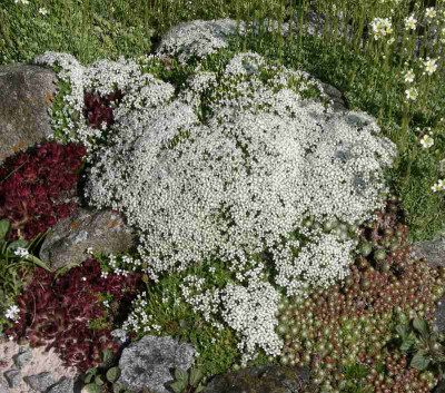 comp_Arenaria_tetraquetra_25.05.10.jpg