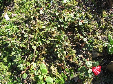 Rhododendron_forrestii_repens_3.jpg