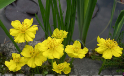 comp_Trollius_pumilus_26.05.10.jpg