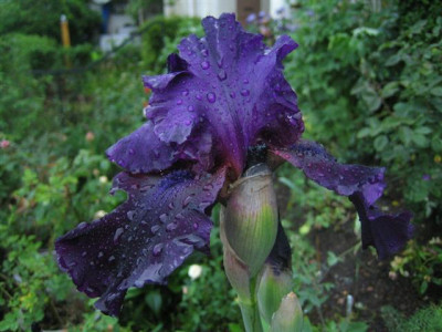 draculas_shadow_2010.jpg