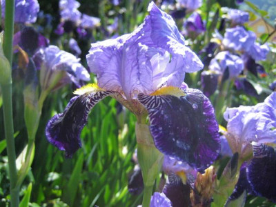 20mai2010_004_Small.jpg