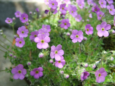 DSCF1299.JPG