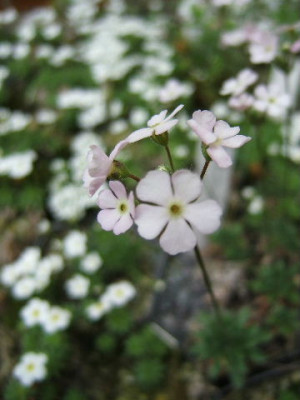 DSCF1132.JPG