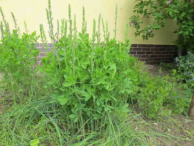 Baptisia_australis_ue.jpg