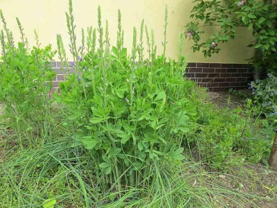 Baptisia_australis1_ue.jpg