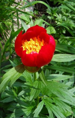 paeonia_mloko22r.jpg