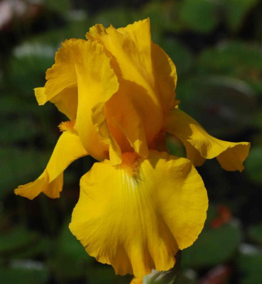 B3085a_Large.JPG
