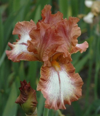 B3121a_Large.JPG