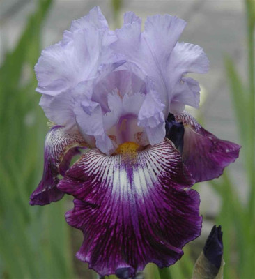 B3130a_Large.JPG
