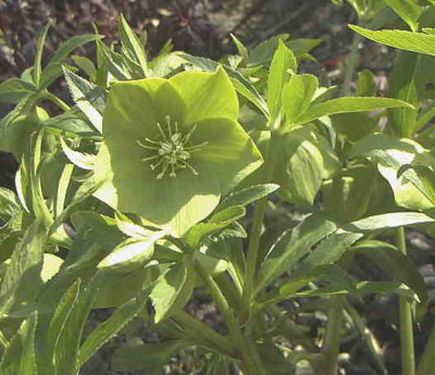 Helleborus_odorusRimg0133.JPG