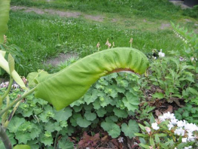 2010-05-26_ashei.jpg