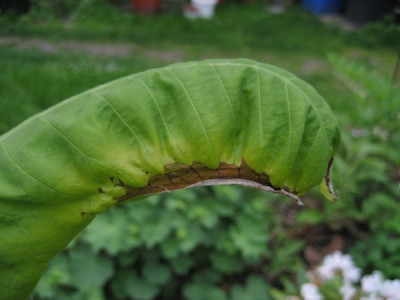 2010-05-26_ashei2.jpg