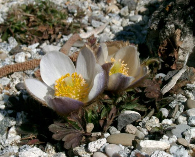04030005_ePulsatilla_vernalis.JPG