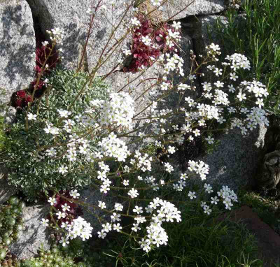 comp_Saxifraga_25.05.10.jpg