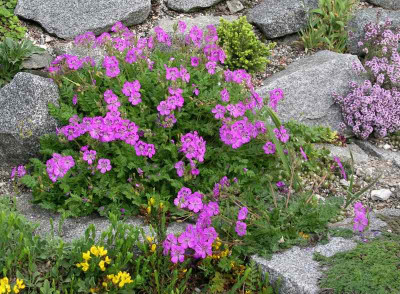comp_Erodium_castellanum_26.05.10.jpg