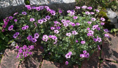 comp_Geranium_cinereum_Ballerina.jpg