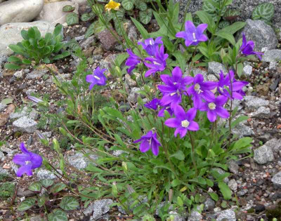 comp_Campanula_saxifraga_26.05.10.jpg