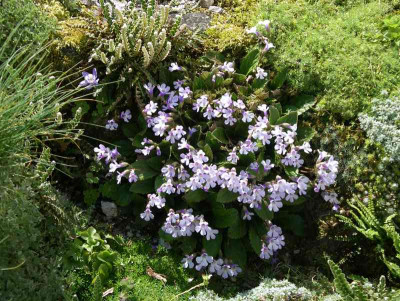 comp_Haberlea_rhodopensis_25.05.10_.jpg