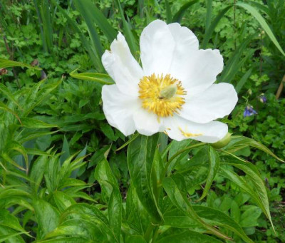 Paeonia_veitchi3re.jpg