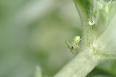 Krabbenspinne_in_Stachys_1.JPG